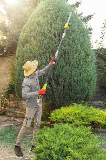 Best Tree and Shrub Care  in Vley Grande, AL